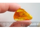 Spider, Aphid and More. Fossil inclusions in Baltic amber #15012