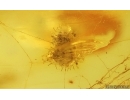 Spider web with Unknown inclusion. Fossil inclusions Baltic amber #15013