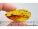 Spider web with Unknown inclusion. Fossil inclusions Baltic amber #15013