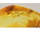 Spider web with Spider Coccon. Fossil inclusions Baltic amber #15014