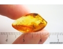 Spider web with Spider Coccon. Fossil inclusions Baltic amber #15014