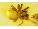 Spider Araneae. Fossil inclusion in Baltic amber #15015