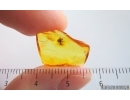 Spider Araneae. Fossil inclusion in Baltic amber #15015