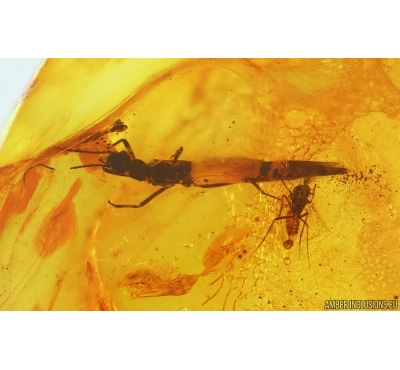Stonefly Plecoptera and More. Fossil inclusions in Baltic amber #15016