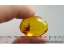 Big Bristletail Machilidae. Fossil inclusion Baltic amber #15017