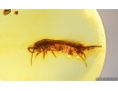 Bristletail Machilidae with Coprolite. Fossil inclusions Baltic amber #15018