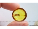 Bristletail Machilidae with Coprolite. Fossil inclusions Baltic amber #15018