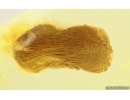 Very Nice Unknown Inclusion. Baltic amber stone #15019