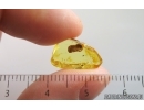 Very Nice Unknown Inclusion. Baltic amber stone #15019