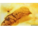 Very Nice Unknown Inclusion. Baltic amber stone #15020