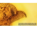 Very Nice Unknown Inclusion. Baltic amber stone #15020