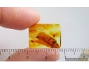 Very Nice Unknown Inclusion. Baltic amber stone #15020