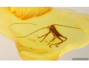 Very nice Cricket Orthoptera. Fossil insect in Baltic amber #15021