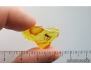 Very nice Cricket Orthoptera. Fossil insect in Baltic amber #15021