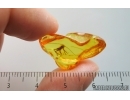 Very nice Cricket Orthoptera. Fossil insect in Baltic amber #15021