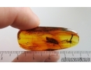 Big 20mm Caddisfly Trichoptera and Fungus gnat. Fossil insects Baltic amber #15022