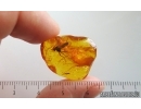 Nice Snipe Fly Rhagionidae. Fossil insect in Baltic amber #15023