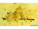 Nice Snipe Fly Rhagionidae and Leaf. Fossil inclusions in Baltic amber #15024