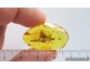 Nice Snipe Fly Rhagionidae and Leaf. Fossil inclusions in Baltic amber #15024