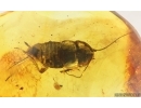 Big 15mm Cockroach Blattaria. Fossil insect in Baltic amber #15025