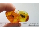Big 15mm Cockroach Blattaria. Fossil insect in Baltic amber #15025