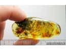 Big 22mm! Leaf. Fossil inclusion Ukrainian Rovno amber #15026R