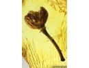 Very nice Rare Fruit. Fossil inclusion in Baltic amber #15027