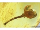 Very nice Rare Fruit. Fossil inclusion in Baltic amber #15027