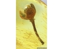 Very nice Rare Fruit. Fossil inclusion in Baltic amber #15027