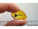 Very nice Rare Fruit. Fossil inclusion in Baltic amber #15027