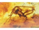Extremely Rare Big 18mm Praying Mantis Mantodea. Fossil insect in Baltic amber #15028
