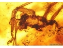 Extremely Rare Big 18mm Praying Mantis Mantodea. Fossil insect in Baltic amber #15028