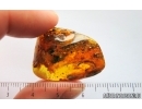 Leaves, Mites Acari and Springtail Collembola. Fossil inclusions Baltic amber #15058