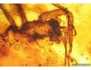 Extremely Rare Big 18mm Praying Mantis Mantodea. Fossil insect in Baltic amber #15028