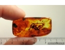 Extremely Rare Big 18mm Praying Mantis Mantodea. Fossil insect in Baltic amber #15028
