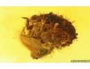Nice Beetle Larva Coleoptera and More. Fossil inclusions Baltic amber #15030
