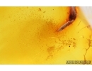 Nice Beetle Larva Coleoptera and More. Fossil inclusions Baltic amber #15030