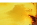 Nice Beetle Larva Coleoptera and More. Fossil inclusions Baltic amber #15030