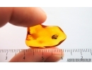 Nice Beetle Larva Coleoptera and More. Fossil inclusions Baltic amber #15030
