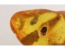 Nice Beetle Larva Coleoptera and More. Fossil inclusions Baltic amber #15031