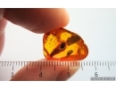 Nice Beetle Larva Coleoptera and More. Fossil inclusions Baltic amber #15031