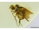 Nice Long-legged fly Dolichopodidae. Fossil Inclusion Baltic amber #15042