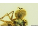 Nice Long-legged fly Dolichopodidae. Fossil Inclusion Baltic amber #15042