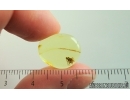 Nice Long-legged fly Dolichopodidae. Fossil Inclusion Baltic amber #15042