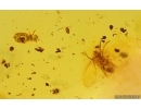 Moth fly Psychodidae and Aphid. Fossil inclusions Baltic amber #15044