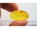 Moth fly Psychodidae and Aphid. Fossil inclusions Baltic amber #15044