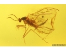 Nice Aphid Aphididae and Gnat. Fossil insects Baltic amber #15046