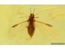 Nice Aphid Aphididae and Gnat. Fossil insects Baltic amber #15046
