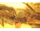 Caddisfly Trichoptera, Spider Araneae and More. Fossil inclusions in Baltic amber #15047