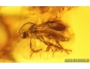 Caddisfly Trichoptera, Spider Araneae and More. Fossil inclusions in Baltic amber #15047